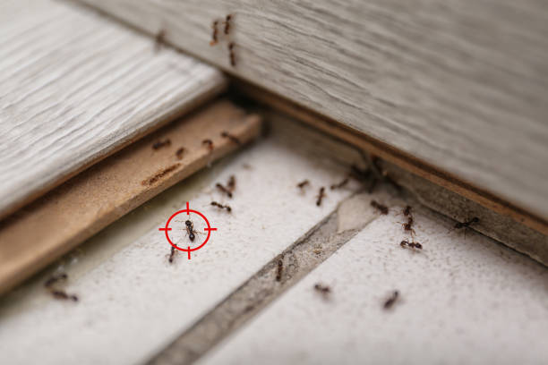 Best Termite Control Services  in Charlotte, NC