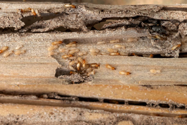 Best Local Pest Control Services  in Charlotte, NC